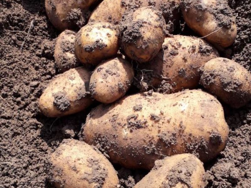 WhatsApp Image 2020-01-15 at 18.08.36 (14)