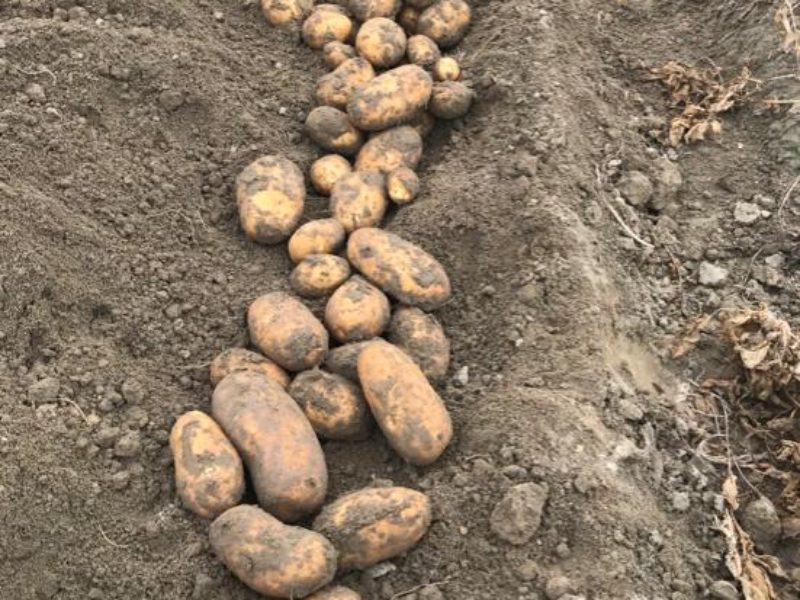 WhatsApp Image 2020-01-15 at 18.08.36 (7)