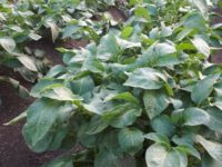 WhatsApp Image 2020-01-15 at 18.19.12